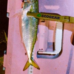 エンジョイライトゲーム!