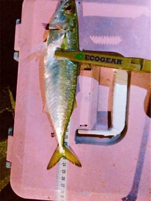 エンジョイライトゲーム!