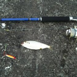 ジグでコノシロ1,2,3