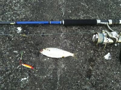 ジグでコノシロ1,2,3