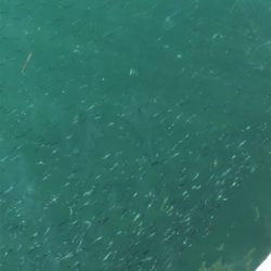 マイワシ湧いてる！