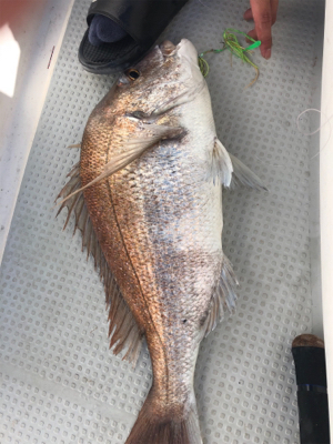 今年初のタイラバ釣行