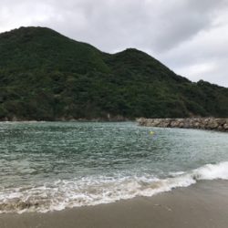 萩市周辺 アオリイカ釣果