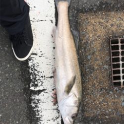 アオリイカを求めて③