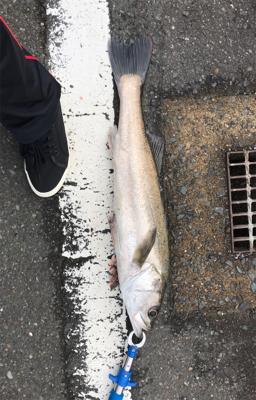 アオリイカを求めて③