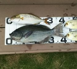 エサ取り多っ！