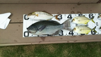 エサ取り多っ！