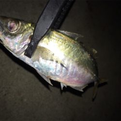 短時間アジング