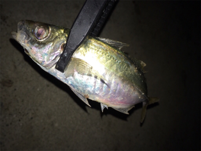 短時間アジング