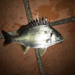 釣り予定じゃなかったけど