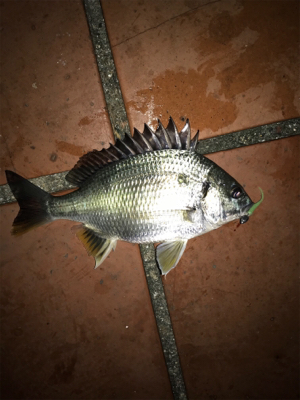 釣り予定じゃなかったけど