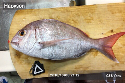 尾鷲タイラバ釣行