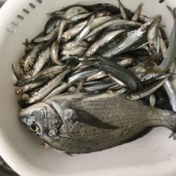 会社の後輩と遊魚センターで