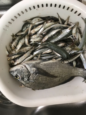 会社の後輩と遊魚センターで