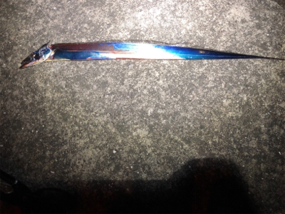 連日の釣行！短時間勝負(o^^o)