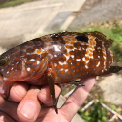 朝まずめロック♪