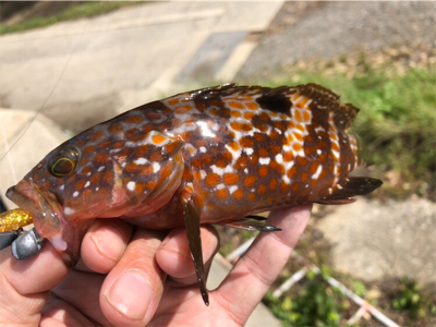 朝まずめロック♪