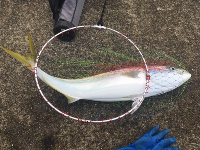 ポートアイランドにて、ノマセ釣り