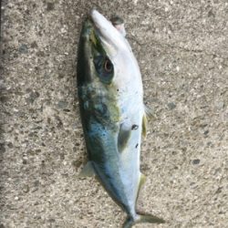 やはり！青物！