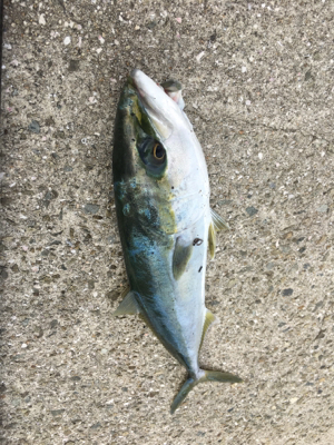 やはり！青物！