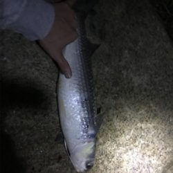 釣れてよかったが…