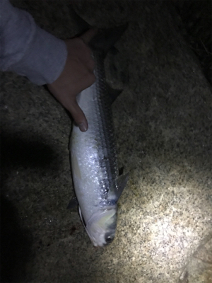 釣れてよかったが…