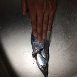 タチウオサバサバ