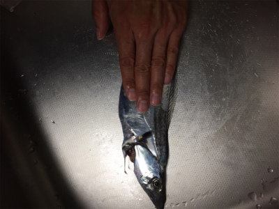 タチウオサバサバ