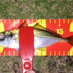 アジンガー1848〜2038