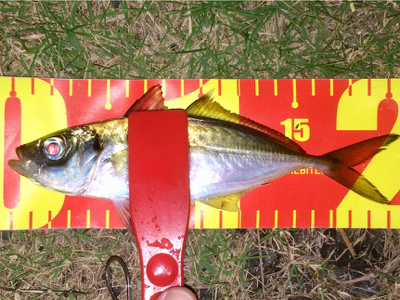 アジンガー1848〜2038