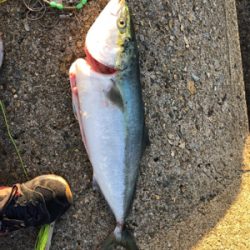 メジロキャッチ！