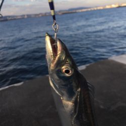 ウミガメにご注意を。