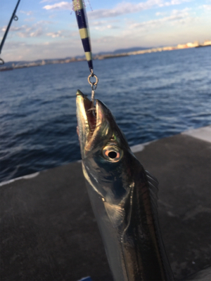 ウミガメにご注意を。