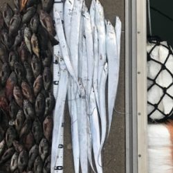 タチウオジギング  メバル