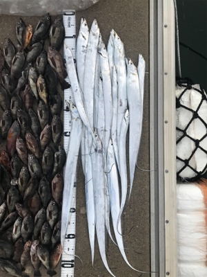 タチウオジギング  メバル