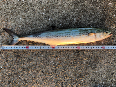 淡路島有給釣行