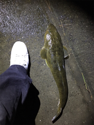 マゴチ70cm！2.1kg