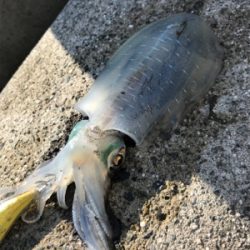 久しぶりのアオリイカ(^｡^)