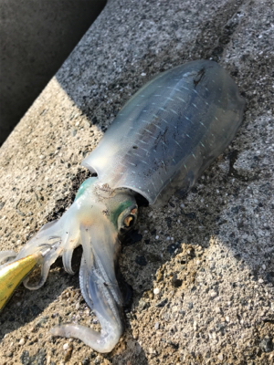 久しぶりのアオリイカ(^｡^)