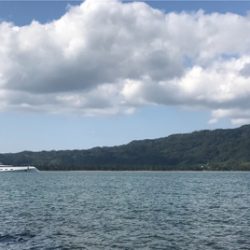 アオリイカを求めて④