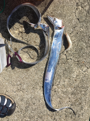 大きなってきた〜