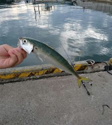 アジング&根魚釣り