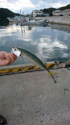 アジング&根魚釣り