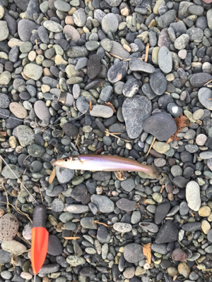 サーフでキス釣り