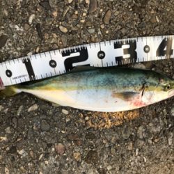 ルアーで5目釣り、達成！