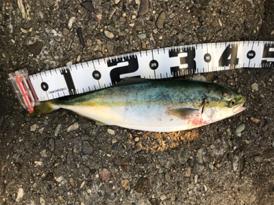 ルアーで5目釣り、達成！