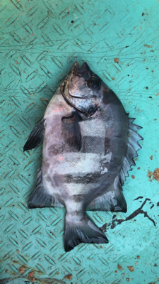 雲仙市橘湾のかかり釣り
