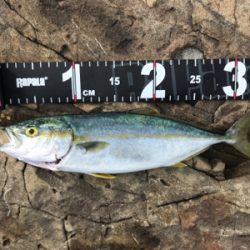 マイクロベイト攻略