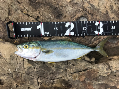 マイクロベイト攻略