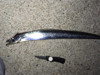 エギングロッドで刀狩り